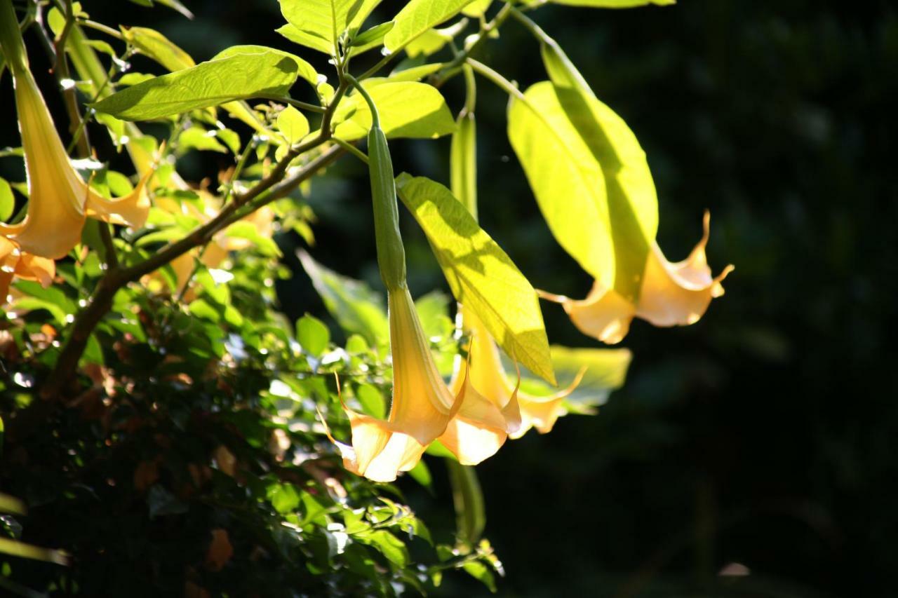 Chambres "Au Jardin" Biscarrosse Zewnętrze zdjęcie